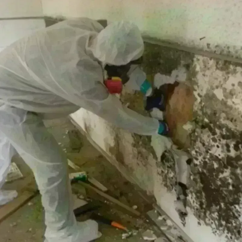 Mold Remediation and Removal in Jonesville, LA